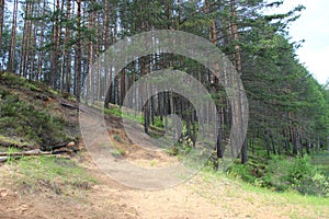 Pines are conifer trees in the genus Pinus photo