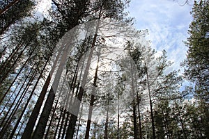 Pines are conifer trees in the genus Pinus photo