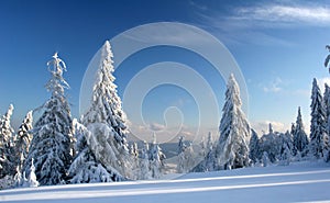 Pines covered frozen snow photo