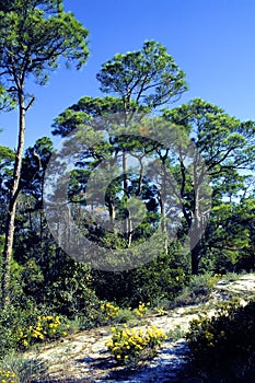 Pines on Dauphin Island  44950