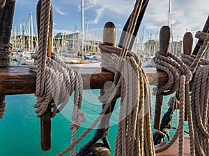 Pines with fixed running rigging. An old sailing ship