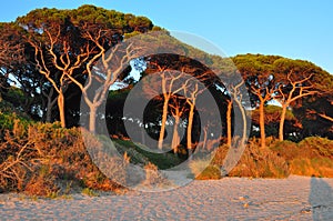 Pines in Follonica. photo