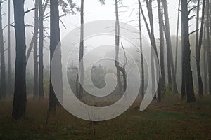 Pines in the forest with misty morning