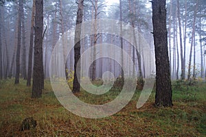 Pines in the forest with misty morning