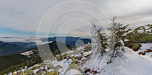 Pines and gorgan covered with snow at the top of the mountain