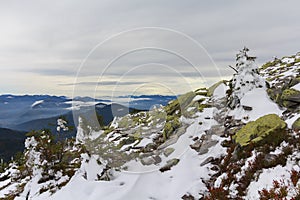 Pines and gorgan covered with snow at the top of the mountain