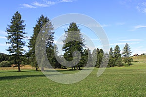 Pines in green landscape, Folgaria upland, Trentino