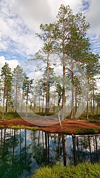 Pines at Grodkallan frog spring in Swedish Lapland near Arvidsjaur