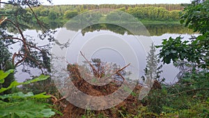 The pines growing on the riverside slope were uprooted during a thunderstorm and fell with their crowns into the river. The roots