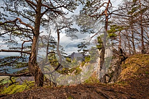 Borovice rastúce pri skalách v horskej krajine