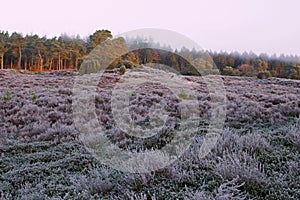 Pines and heather in the light of the rising sun