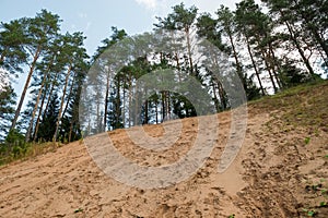 Pines on the high sandy shore