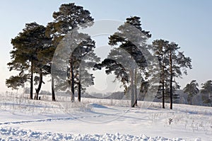 Pines in hoarfrost
