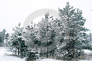 Pines with long needles covered with snow on a gloomy winter day. The concept of cold, despondency, long winter. toning