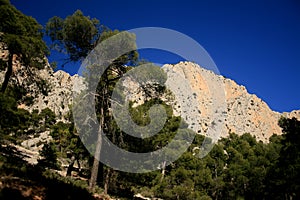 PINES AND MOUNTAIN IN LEYVA CLIFFS, SPAIN