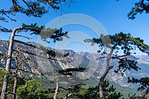 Pines on a mountain plateau