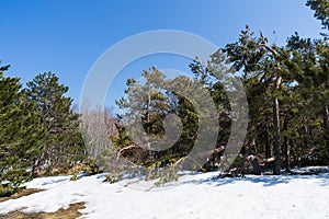 Pines on a mountain plateau