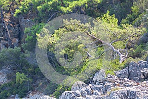 Pines on the mountainous shore