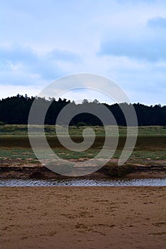 Pines near the beach in a stormy weather, Northern Sea, Holkham beach, United Kingdom