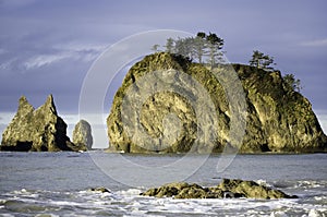 Pino sobre el Océano rocas 