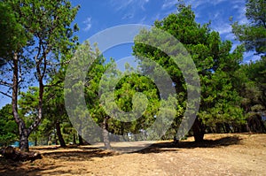 Pines in the park of Medulin