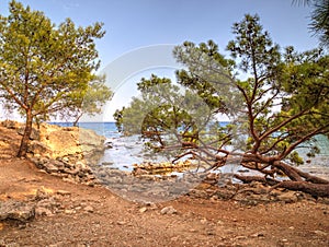 Pines Phaselis bay - Ã‡amyuva, Kemer, coast and beaches of Turkey