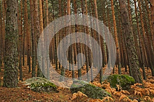 Pines and rocks with moss in the forest