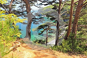 Pines on the sea coast, Primorsky krai, Russia