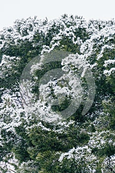 Pines with snow in Retiro park in Madrid  Spain  after a storm called Filomena photo