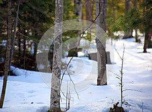 Pines and snow during winter snowing trees