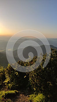 Pines on top of mountains, hiking before sunset, soft colors and shadows. View above valley during summer time. landscape Suchy in