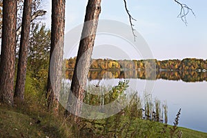 Pines and trees in autumn color along the shore of a calm northern Minnesota lake at sundown