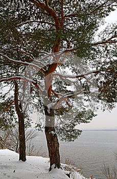 pines trees on lake shore in winter time
