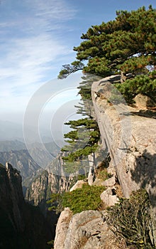 Pines trees on mountainside