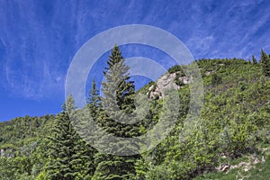 Pines trees at Paonia State Park mountain, Colorado photo