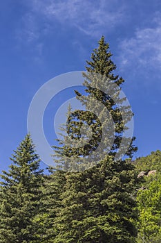 Pines trees scenic view at Paonia State Park mountain, Colorado photo