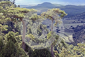 Pines and vegetation in the Sierra de Gudar Javalambre photo