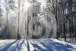 Pines in the winter forest