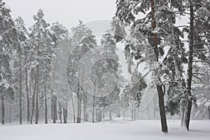 Pines in the winter forest covered with white snow.