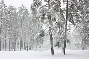 Pines in the winter forest covered with white snow.