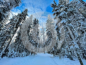 Pines Winter Sunny Forest Landscape. Snowy winter landscape. Blue winter sky.