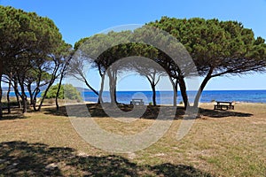 Pineta pine grove in Sardinia, Italy