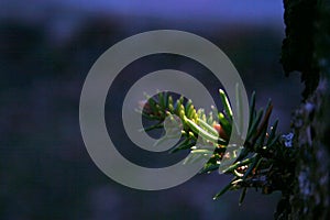 Pinetree