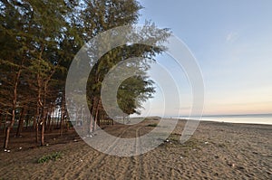Pine tree beach at Kelantan, Malaysia. photo