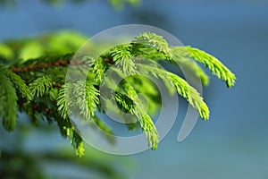 Pinetree branches photo