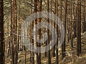 Pinetree forest photo