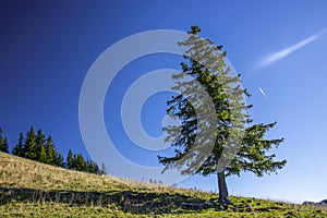 Pinetree on the mountain against the deep blue sky