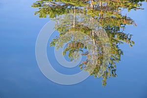 Pinetree reflecting in the water