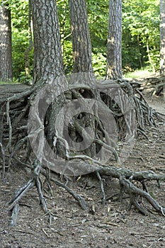 Pinetree root photo