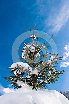 Pinetree with snow